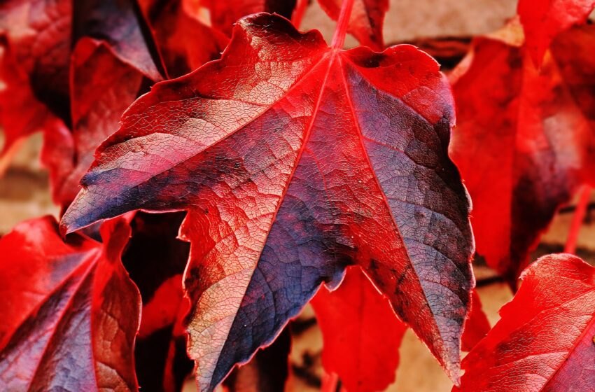czerwone jesienne liście klonu