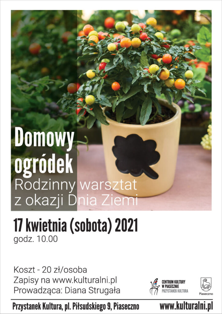 roślina w diniczce