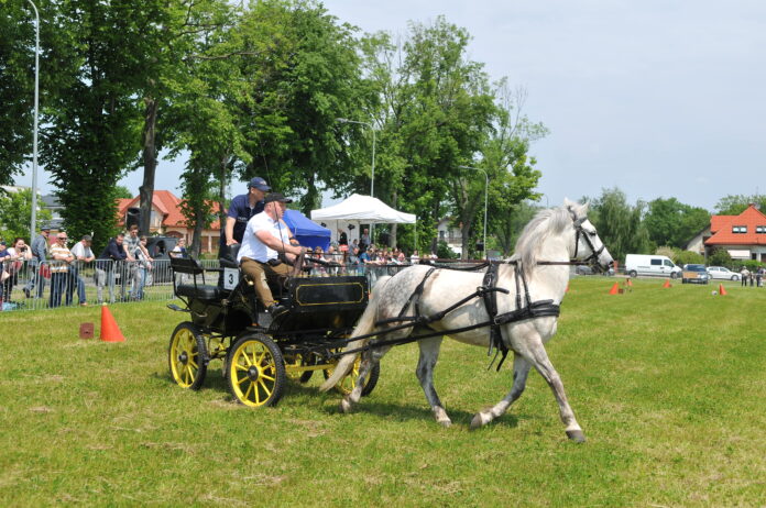 zaprzęg na trawie