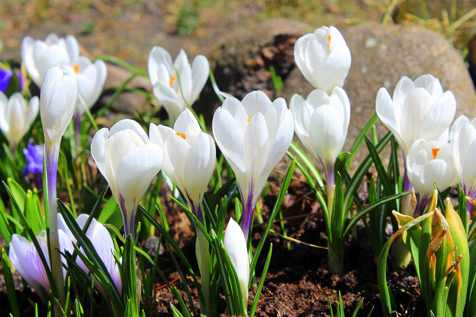 Белые цветы ранней весной названия и фото